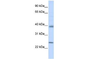 Claudin 7 antibody used at 1 ug/ml to detect target protein. (Claudin 7 抗体  (C-Term))