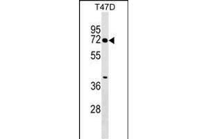 ZN Antibody (N-term) (ABIN1538946 and ABIN2849392) western blot analysis in T47D cell line lysates (35 μg/lane). (ZNF563 抗体  (N-Term))