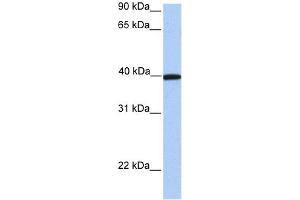 WB Suggested Anti-APOA4 Antibody Titration: 0. (APOA4 抗体  (C-Term))