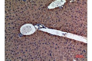Immunohistochemistry (IHC) analysis of paraffin-embedded Mouse Liver, antibody was diluted at 1:100. (Amylase 抗体  (N-Term))