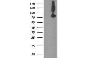 Image no. 1 for anti-Zinc Finger, BED-Type Containing 1 (ZBED1) antibody (ABIN1501796) (ZBED1 抗体)