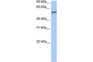 WB Suggested Anti-RPUSD2 Antibody Titration:  0. (RPUSD2 抗体  (C-Term))