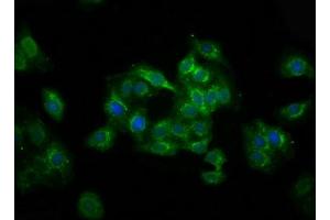 Immunofluorescence staining of HepG2 cells with ABIN7174591 at 1:100, counter-stained with DAPI. (UBXN2A 抗体  (AA 15-162))