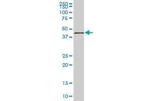 TMOD1 MaxPab polyclonal antibody. (Tropomodulin 1 抗体  (AA 1-359))