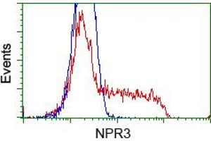 Image no. 1 for anti-Atrial Natriuretic Peptide Receptor 3 (NPR3) antibody (ABIN1499806) (NPR3 抗体)
