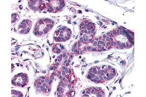 Anti-MFI2 antibody IHC of human breast. (MFI2 抗体  (N-Term))