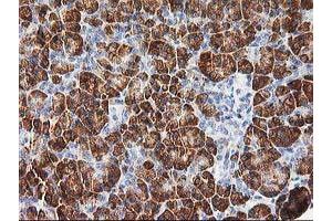 Immunohistochemical staining of paraffin-embedded Human pancreas tissue using anti-PHF21B mouse monoclonal antibody. (PHF21B 抗体)