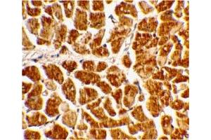 Immunohistochemistry (IHC) image for anti-Chemokine (C-X3-C Motif) Receptor 1 (CX3CR1) (N-Term) antibody (ABIN1031335) (CX3CR1 抗体  (N-Term))