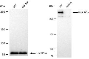 Western blotting analysis using DNA PKcs antibody (ABIN7800013).