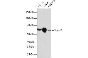 Western blot analysis of extracts of various cell lines, using Smad2 antibody (ABIN7270344) at 1:1000 dilution. (SMAD2 抗体)