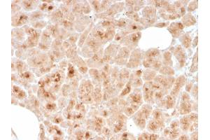 Formalin-fixed, paraffin-embedded human pancreas stained with LMO2 Mouse Monoclonal Antibody (rLMO2/1971).
