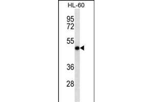 RCC1 Antibody (ABIN6242601 and ABIN6577061) western blot analysis in HL-60 cell line lysates (35 μg/lane). (RCC1 抗体)