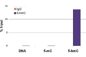 5-Hydroxymethylcytosine (5-hmC, 5-hydroxymethylcytidine) antibody tested by Methyl DNA immunoprecipitation. (5-Hydroxymethylcytosine 抗体)