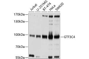 Western blot analysis of extracts of various cell lines, using GTF3C4 antibody  at 1:1000 dilution. (GTF3C4 抗体  (AA 583-822))