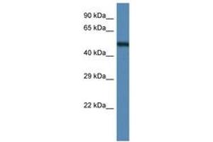 Image no. 1 for anti-Annexin A11 (ANXA11) (AA 328-377) antibody (ABIN6747320) (Annexin A11 抗体  (AA 328-377))