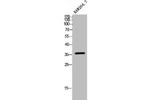 Western Blot analysis of RAW264.