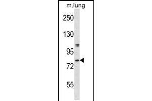 Western blot analysis in mouse lung tissue lysates (35ug/lane). (DYRK4 抗体  (C-Term))