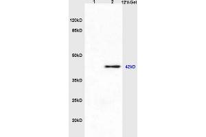 Lane 1: rat testis lysates Lane 2: rat brain lysates probed with Anti PGE2 Polyclonal Antibody, Unconjugated (ABIN748403) at 1:200 in 4 °C. (PGE2 抗体  (AA 281-384))