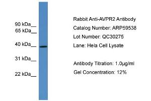 WB Suggested Anti-AVPR2  Antibody Titration: 0. (AVPR2 抗体  (C-Term))