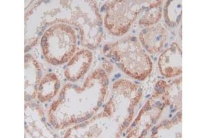 IHC-P analysis of kidney tissue, with DAB staining. (GDF11 抗体  (AA 299-407))