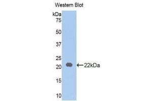 Western Blotting (WB) image for anti-Interleukin 18 (IL18) (AA 37-194) antibody (ABIN1078231) (IL-18 抗体  (AA 37-194))