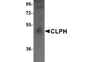 Western Blotting (WB) image for anti-Calcium-Binding Protein, Spermatid-Specific 1 (CABS1) (C-Term) antibody (ABIN1030341) (CABS1 抗体  (C-Term))