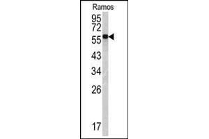 Western blot: Lamin B1 antibody staining of Ramos cell line lysates (35 µg/lane). (Lamin B1 抗体  (C-Term))