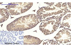 Immunohistochemical analysis of paraffin-embedded mouse testis tissue.