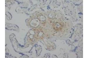 Immunohistochemical analysis of paraffin embedded Human placencta sections using ANG2 antibody (Angiopoietin 2 抗体  (C-Term))