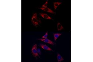 Immunofluorescence (IF) image for anti-Surfeit 4 (SURF4) (AA 50-150) antibody (ABIN7270650)