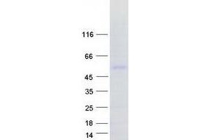Western Blotting (WB) image for Sp9 Transcription Factor (SP9) protein (Myc-DYKDDDDK Tag) (ABIN2732483)