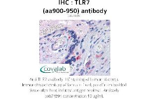 Image no. 1 for anti-Toll-Like Receptor 7 (TLR7) (AA 900-950) antibody (ABIN1740124) (TLR7 抗体  (AA 900-950))
