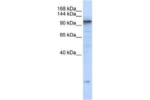 Western Blotting (WB) image for anti-ATPase, Ca++ Transporting, Cardiac Muscle, Slow Twitch 2 (ATP2A2) (C-Term) antibody (ABIN2782136)