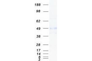 Western Blotting (WB) image for Cytokine Receptor-Like Factor 2 (CRLF2) (Transcript Variant 1) protein (Myc-DYKDDDDK Tag) (ABIN2712563)