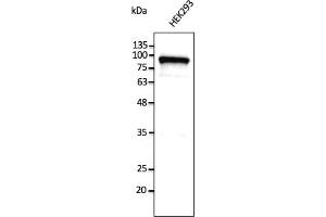 Western Blotting (WB) image for anti-Calnexin (CANX) (C-Term) antibody (ABIN1440008)