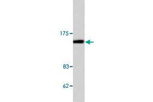 Western blot analysis of COL4A1 polyclonal antibody  in extracts from HeLa cell. (COL4A1 抗体  (AA 11-60))