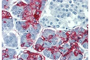 Immunohistochemistry staining of human pancreas (paraffin-embedded sections) with anti-Blood Group Lewis a (7LE). (Blood Group Lewis A 抗体)