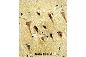 Formalin-fixed and paraffin-embedded human brain tissue reacted with WBP2 Antibody (C-term), which was peroxidase-conjugated to the secondary antibody, followed by DAB staining. (WBP2 抗体  (C-Term))