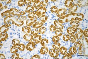 Immunohistochemistry was performed on paraffin-embedded mouse kidney using SRC antibody (ABIN7800054), 1:200). (Recombinant Src 抗体)