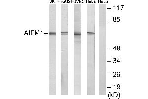 Western blot analysis of extracts from Jurkat cells, HepG2 cells, HUVEC cells and HeLa cells, using AIFM1 antibody. (AIF 抗体)