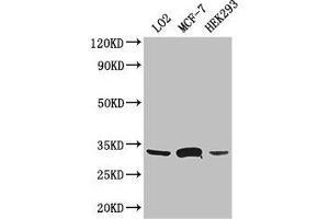 Western Blot Positive WB detected in: LO2 whole cell lysate, MCF-7 whole cell lysate, HEK293 whole cell lysate All lanes: SLC25A6 antibody at 3 μg/mL Secondary Goat polyclonal to rabbit IgG at 1/50000 dilution Predicted band size: 33 kDa Observed band size: 33 kDa