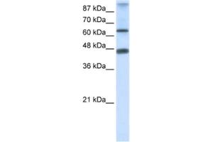 Western Blotting (WB) image for anti-Zinc Finger Protein 79 (ZNF79) antibody (ABIN2461226) (ZNF79 抗体)