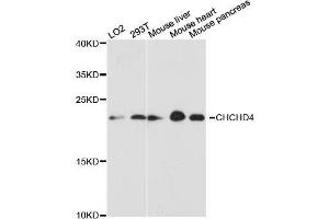 Western blot analysis of extracts of various cell lines, using CHCHD4 antibody. (CHCHD4 抗体  (AA 1-142))