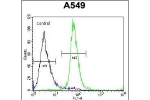 ZNF324B Antibody (C-term) (ABIN654564 and ABIN2844270) flow cytometric analysis of A549 cells (right histogram) compared to a negative control cell (left histogram). (ZNF324B 抗体  (C-Term))