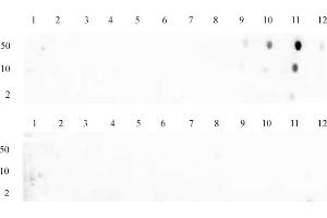 Histone H3 dimethyl Lys79 antibody (pAb) tested by dot blot analysis.