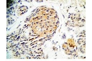Human pancreas tissue was stained by Rabbit Anti-Augurin Prepro (71-107) (Human) Antiserum (C2orf40 抗体  (Preproprotein))