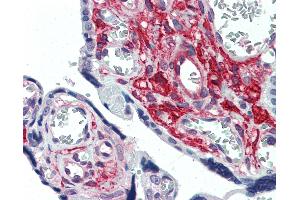 Anti-GLG1 antibody IHC of human placenta. (GLG1 抗体  (Internal Region))