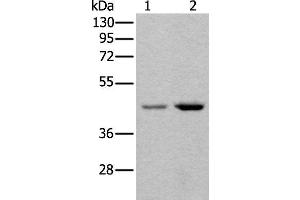 Western blot analysis of 293T and Hela cell lysates using TBX1 Polyclonal Antibody at dilution of 1:400 (T-Box 1 抗体)