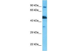 Host:  Rabbit  Target Name:  NSUN2  Sample Type:  PANC1 Whole Cell lysates  Antibody Dilution:  1. (NSUN2 抗体  (N-Term))