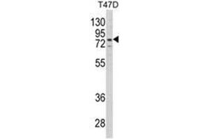 Western blot analysis of LTA4H Antibody (Center) in T47D cell line lysates (35ug/lane). (LTA4H 抗体  (Middle Region))